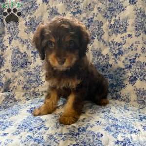 Petey, Cavapoo Puppy